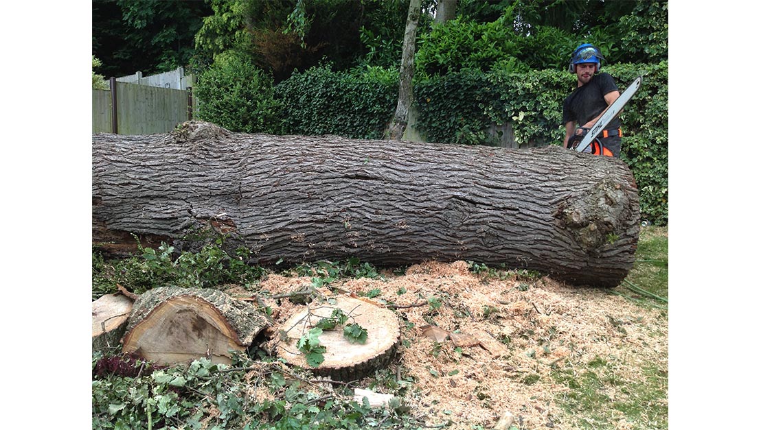 Tree Cutting Sanderstead