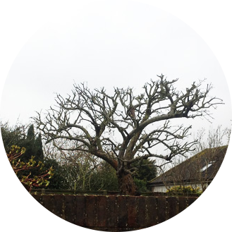 Tree Pruning Company Croydon