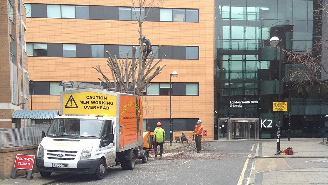 Tree Cutting Sanderstead