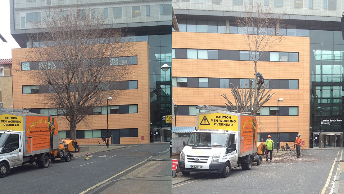 Tree Cutting Sanderstead