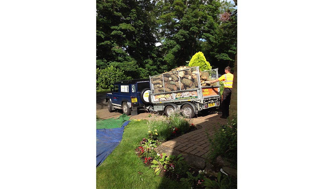 Tree Services Sanderstead