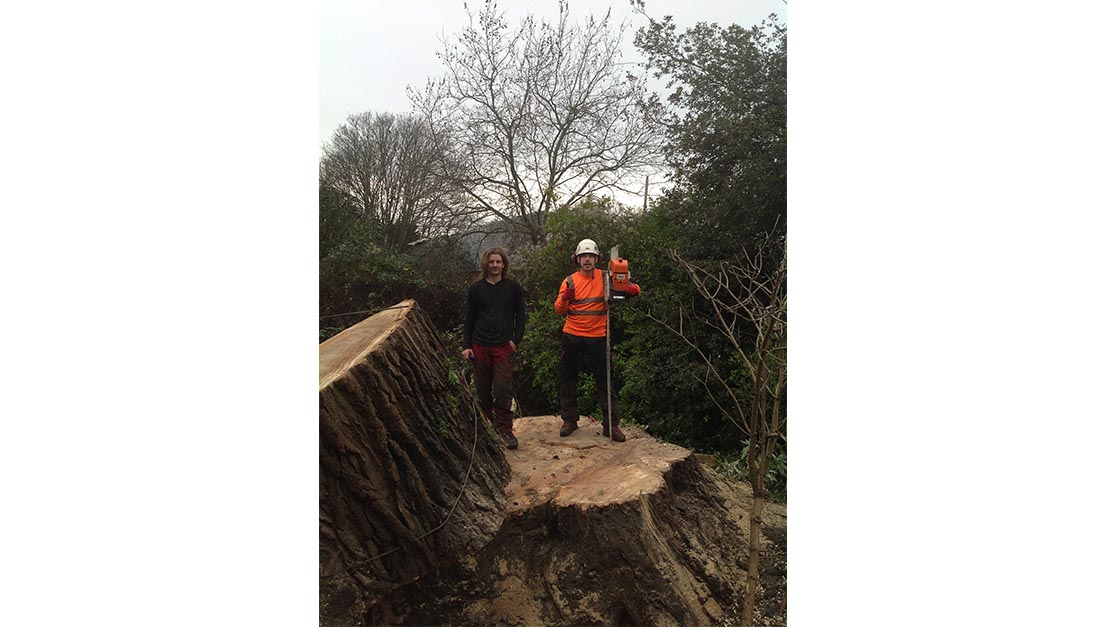 Tree Cutting Sanderstead