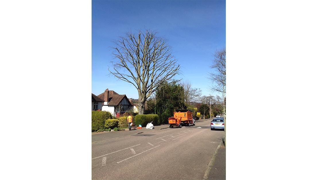 Tree Services Sanderstead