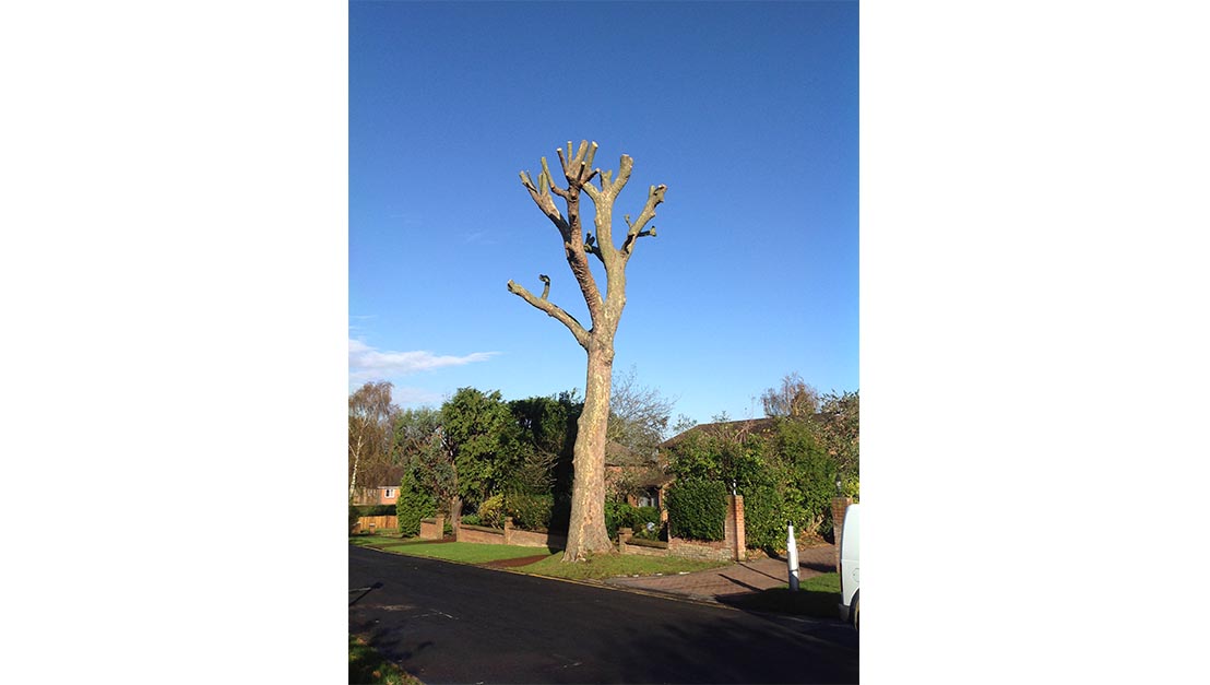 Tree Cutting Sanderstead