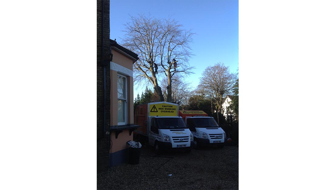 Tree Services Sanderstead