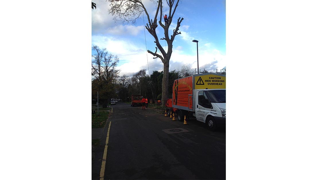 Tree Cutting Sanderstead