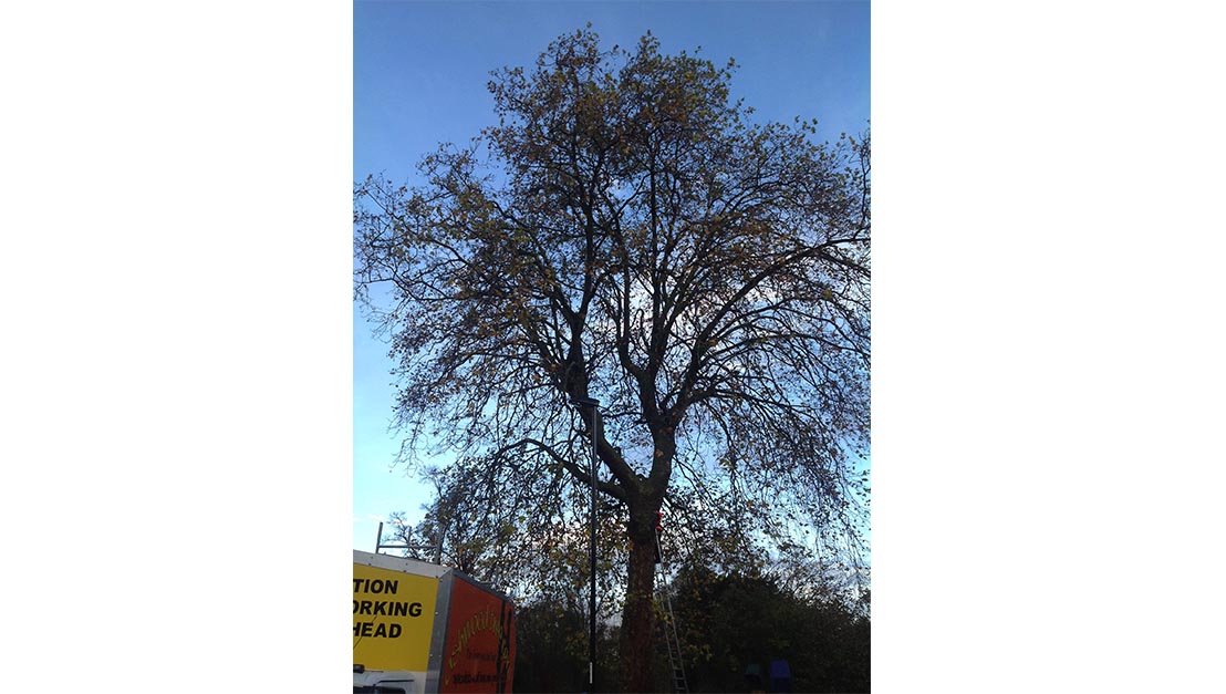 Tree Services Sanderstead