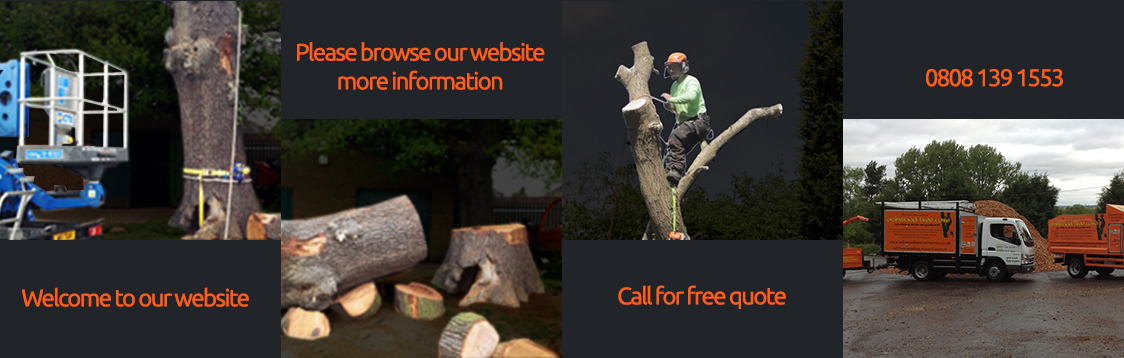 Tree Pruning Company Sanderstead