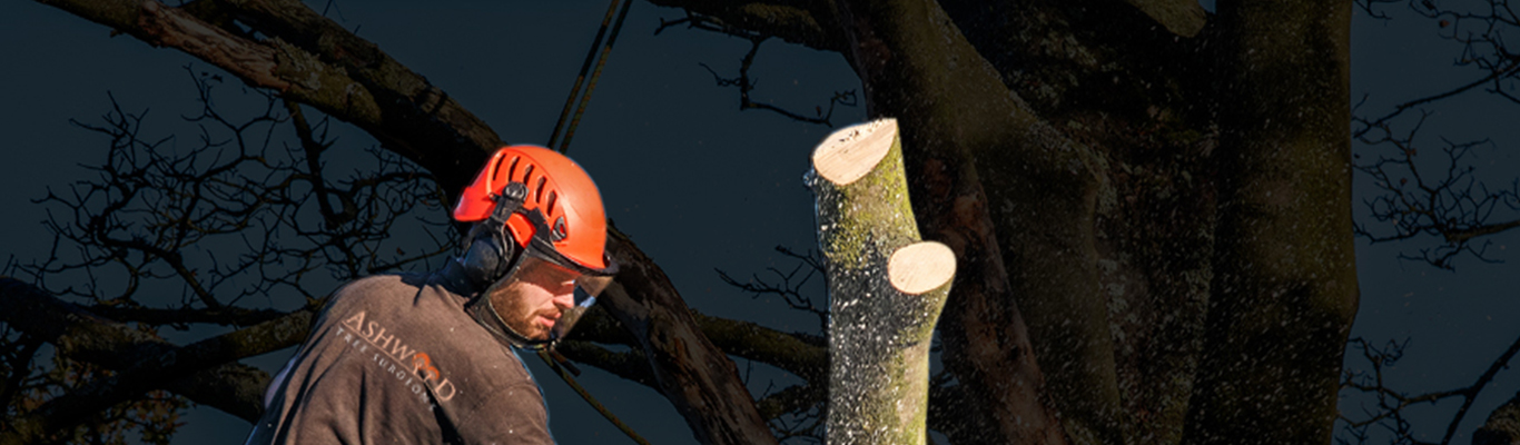 Stump Grinding Croydon