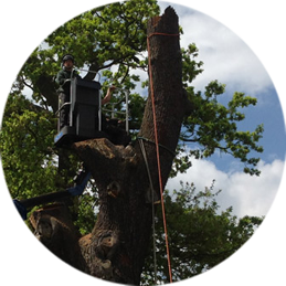 Tree Surgeons Sanderstead