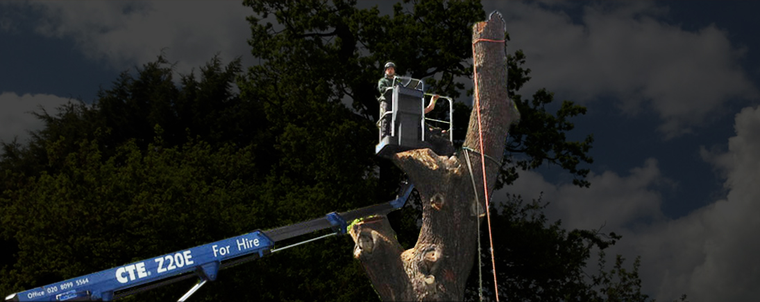 Tree Felling Company Sanderstead