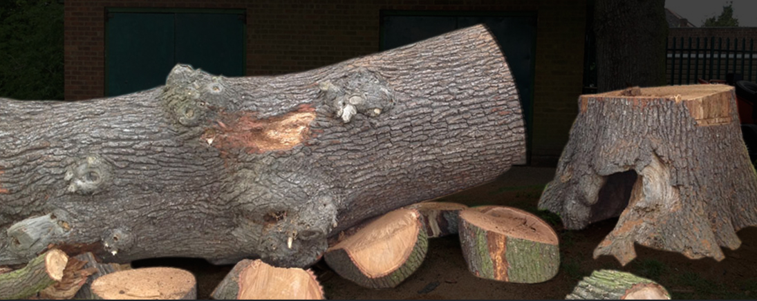 Tree Felling Company Croydon