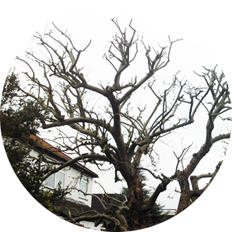 Tree Pruning Company Sanderstead