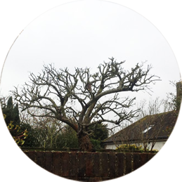 Tree Services Sanderstead