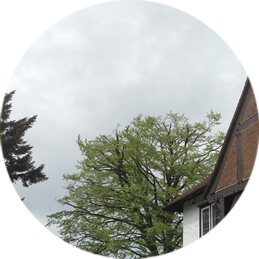 Tree Services Croydon